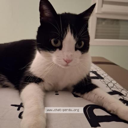 Photo 1/1 Lyago Chat lost in Saint privat la montagne