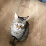 Picture of cat lost at Somain