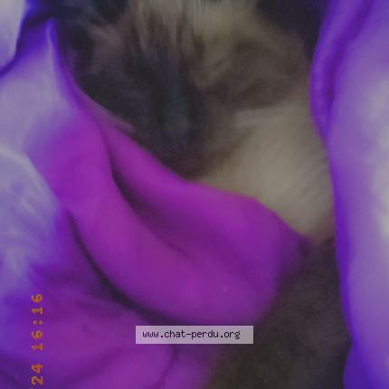 Photo 1/1 Coton Chat lost in Saint aubin des ormeaux