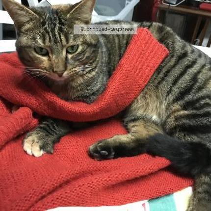 Photo 1/3 Lolame Chat lost in Beaucamps ligny