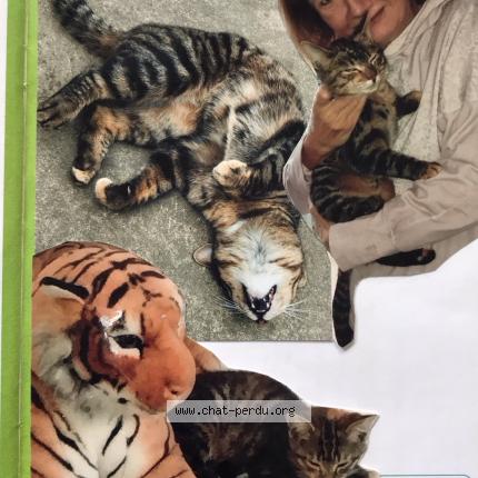 Photo 3/3 Lolame Chat lost in Beaucamps ligny