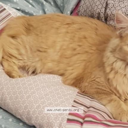 Photo 1/1 Manuel HAUET Chat lost in Castres