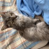 Picture of cat lost at Les Ponts De Ce