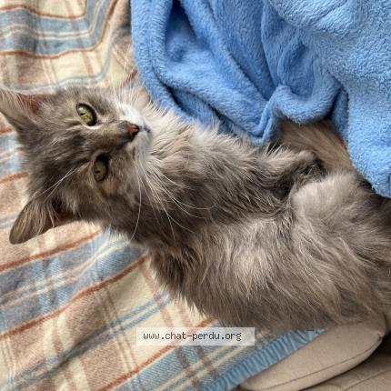 Photo 1/1 DUKIE Chat lost in Les ponts de ce