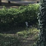 Picture of cat found at Liege