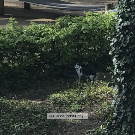 Photo 1/1 Found cat Found in Liege