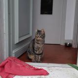 Picture of cat lost at Torcy
