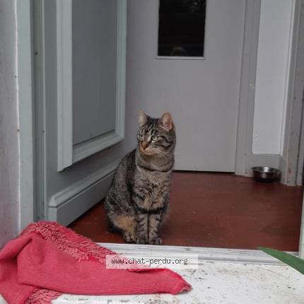 Photo 1/1 Cat reunited Lost in Torcy
