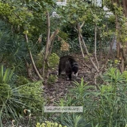 Photo 1/1 Found cat Found in Paris