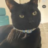 Picture of cat lost at Saint Michel Sur Orge