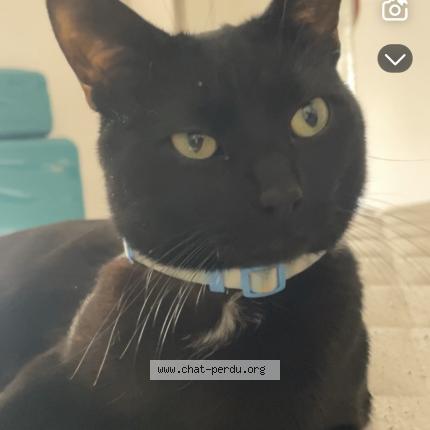 Photo 1/1 Cat reunited Lost in Saint michel sur orge