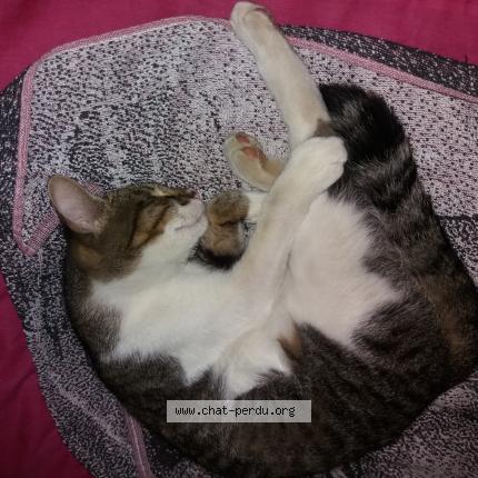 Photo 1/1 Cacahuètes Chat lost in Morlaas