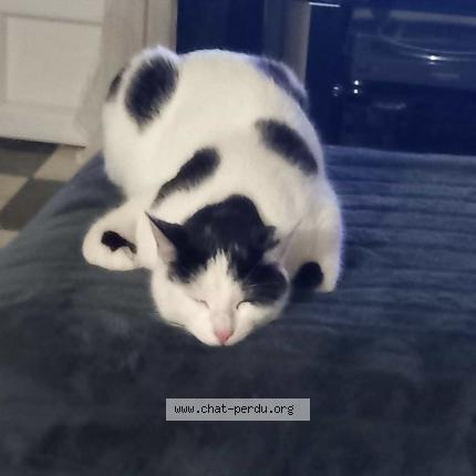 Photo 1/1 Iggy Chat lost in Le meux