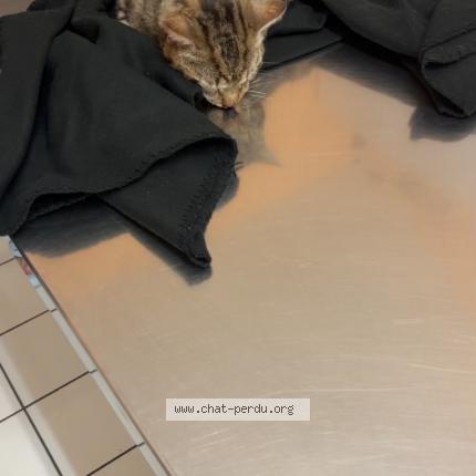 Photo 1/1 Found cat Found in Chatellerault