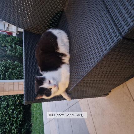 Photo 1/1 Found cat Found in Villeneuve tolosane