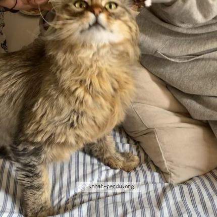 Photo 1/2 GUS Chat lost in Le beausset