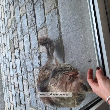 Photo 2/2 GUS Chat lost in Le beausset