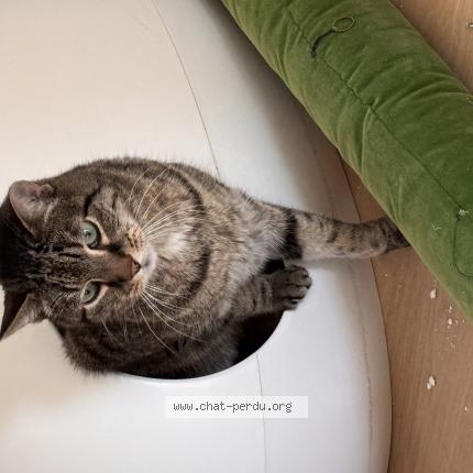 Photo 1/1 Victor Chat lost in Strasbourg