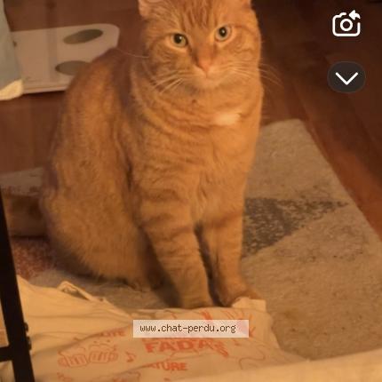 Photo 1/1 Charlie Chat lost in Thouars