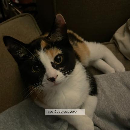 Photo 1/1 Sage Chat lost in Ottawa