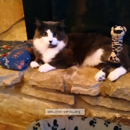 Photo 1/1 Mimine Chat lost in Brossard