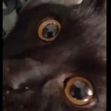 Picture of cat lost at Perpignan