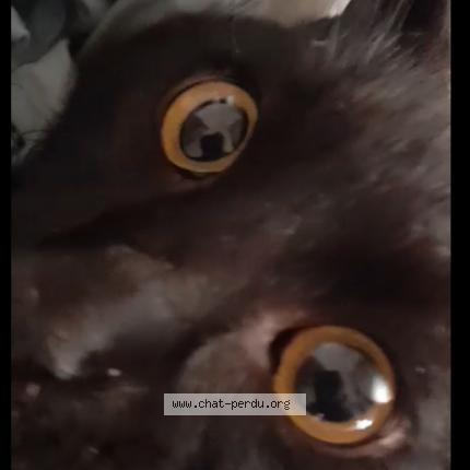 Photo 1/1 Cat reunited Lost in Perpignan