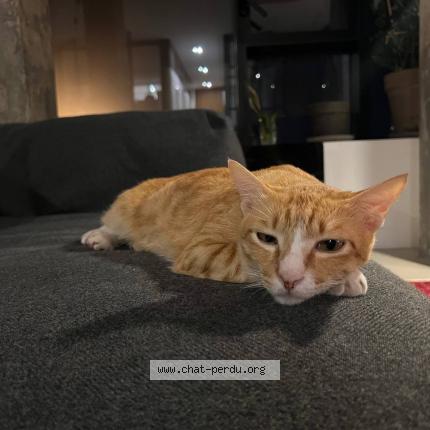 Photo 1/1 Kimchi Chat lost in Paris