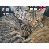 Picture of cat lost at Chatellerault