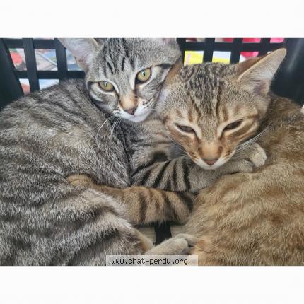 Photo 1/1 nenette Chat lost in Chatellerault