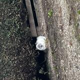 Picture of cat found at Cunelieres