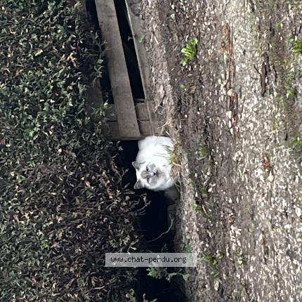 Photo 1/1 Found cat Found in Cunelieres