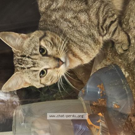 Photo 1/1 Found cat Found in Lit et mixe france