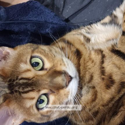 Photo 1/1 Reunited cat Lost in Mamer