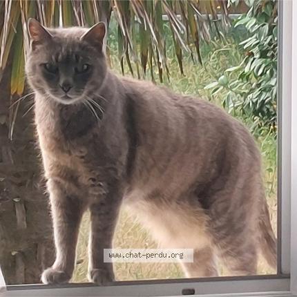 Photo 1/1 Found cat Found in Orvault