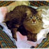 Picture of cat lost at Luneville