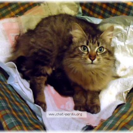 Photo 1/1 Peluche Chat lost in Luneville