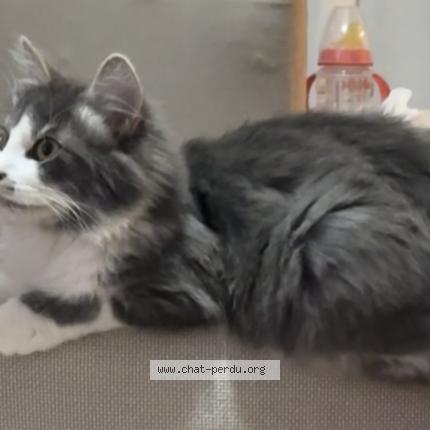 Photo 1/1 Oslo Chat lost in Giberville