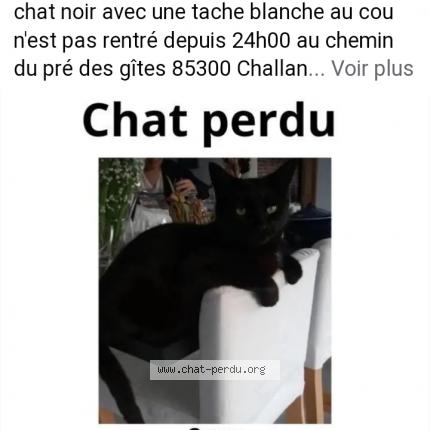 Photo 1/1 Oscar Chat lost in Challans