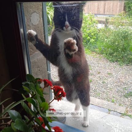 Photo 1/1 Found cat Found in Pire chance