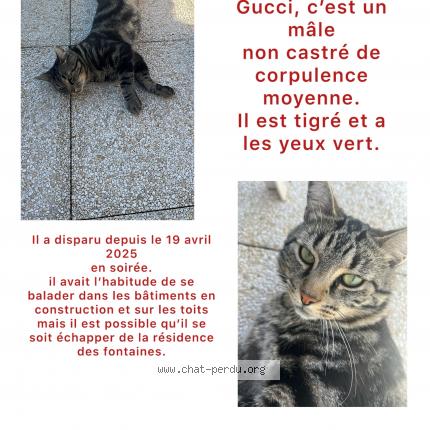 Photo 1/1 Gucci Chat lost in Savigny le temple