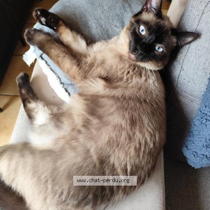 Photo 1/1 Berlioz Chat lost in Baud