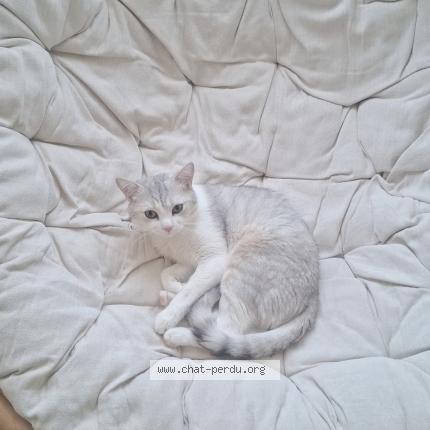 Foto einer verlorenen Katze in Crissier