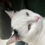 Picture of cat lost at Saint Gilles