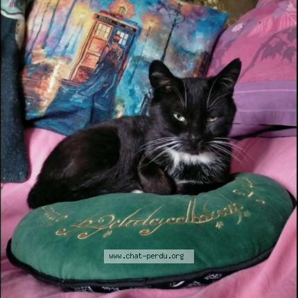 Photo 1/1 Maurice Chat lost in Villeneuve d ascq