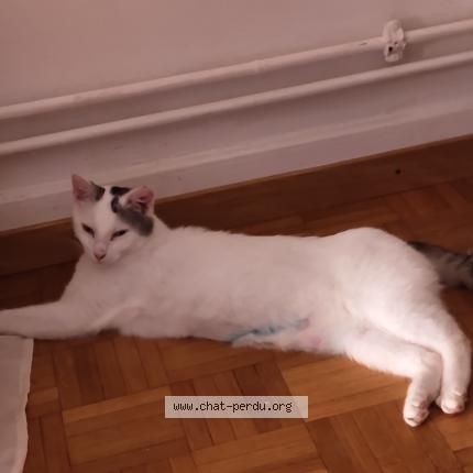 Foto 1/1 Gatto ritrovato Smarrito a Geneve
