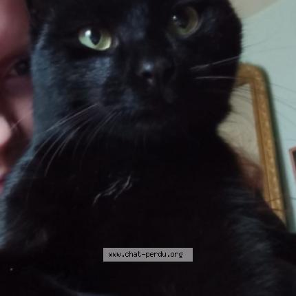 Photo 1/1 Kouro Chat lost in Andelu