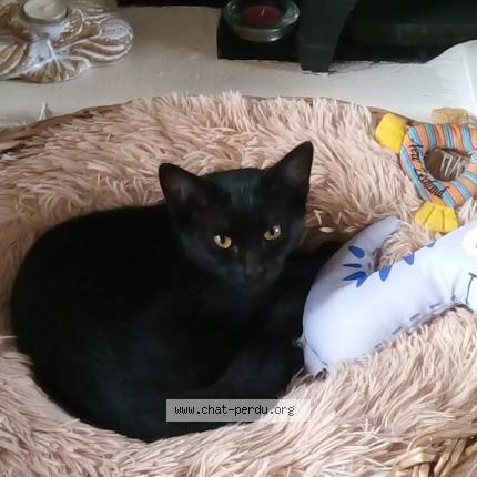 Photo 1/1 Noisette Chat lost in Le mesnillard