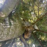 Picture of cat found at Boulieu