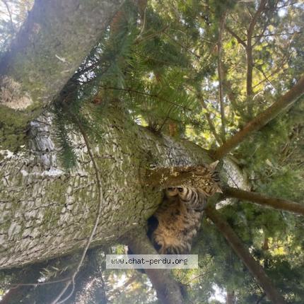 Photo 1/1 Found cat Found in Boulieu